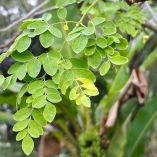 Cómo cultivar moringa en casa
