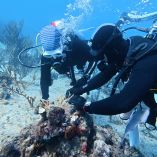 La asociación civil trabaja a favor de la conservación, que por un lado consigue tasas de crecimiento coralino sorprendentes y por otro, brinda un futuro digno a menores en riesgo.