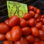 ¿Por qué está tan caro el jitomate en México? Esto pasó