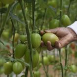 Cultivadores de jitomate en María Asunción, Hidalgo, consolidaron su organización y logística para vender directamente en tiendas Walmart.