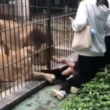 El incidente ocurrió en el zoológico Shantou Zhongshan Park, de Guangdong.