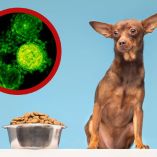 La Administración de Alimentos y Medicamentos anunció el retiro preventivo de un lote de premios para perros por riesgo de salmonella.