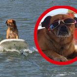 El animal de cuatro patas de color café y con nueve años de edad es muy conocido en Alvarado, pueblo portuario veracruzano donde aprendió surfear.