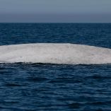 Ballena azul albina (Balaenoptera musculus) nada en la superficie del mar en Bahía de Loreto, Baja California Sur.
