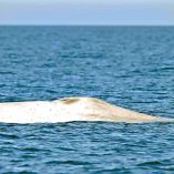 Ballena azul albina en aguas del Parque Nacional Bahía de Loreto.