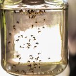 De acuerdo al Panorama Epidemiológico del dengue, el virus está presente en 23 entidades y a la fecha no se han reportado muertes.