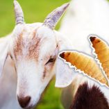 Gusano barrenador en Guanajuato