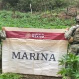 Elementos de la Secretaría de Marina informaron que más de 43 mil plantas de marihuana