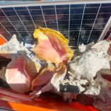 Conchas de caracol rosado aseguradas en Yucatán