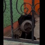 Vecinos indicaron que el caso no sería reciente, pues en ocasiones anteriores ya se había intentado dialogar con las personas responsables del cuidado del animal.