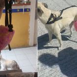 Maya, una perrita con diabetes, volvió a caminar gracias a una prótesis casera hecha por su dueña en San Luis Potosí.