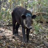 Tapir Centroamericano de pie en bosque con suelo cubierto de hojas, mostrando su cuerpo, cabeza y trompa característica, en estado de alerta.