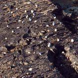 Daños causados por chapopote en Alvarado, Veracruz.