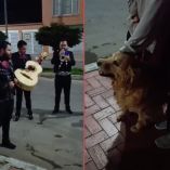 Cabe mencionar que el adiós del animal se dio debido a que fue sometida a eutanasia por diversas complicaciones de slaud.