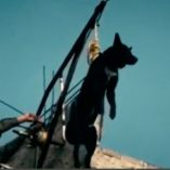 Una vez terminado el tiempo afuera, el hombre vuelve a accionar el mecanismo para elevar al perro de regreso a la azotea.