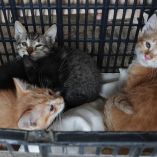 En la sesión se dio a conocer que recibieron 22 postulaciones a la Medalla al Mérito en Defensa de los Animales de la Ciudad de México