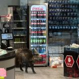 Jabalí europeo camina dentro de un supermercado en Berlín frente a refrigeradores y cajas registradoras durante operativo policial.