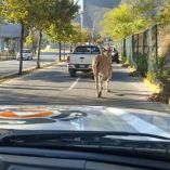 Elementos de Protección Civil en coordinación con personal del Parque La Pastora, realizaron las maniobras pertinentes para capturar a la especie.