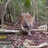 Especialistas señalaron que se trata de un jaguar (Panthera onca), un mamífero carnívoro de la subfamilia de los Panterinos y género Panthera.