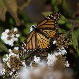 Esta especie es una de las más emblemáticas de América del Norte, razón por la cual es importante fortalecer la protección de su proceso migratorio.