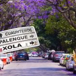 ¿Qué hacer en la colonia Narvarte?