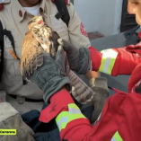 Bomberos con guantes de protección sostienen una aguililla gris juvenil herida durante maniobras de rescate en una zona habitacional urbana.