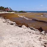 El arribo de sargazo se consolida como un fenómeno constante en la Riviera Maya, con patrones cada vez más irregulares.