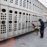 Binomio canino realiza inspección en remolque de transporte de ganado estacionado en punto de control zoosanitario para detectar posibles riesgos sanitarios.