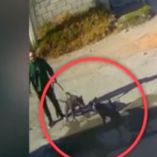 Ante los ladridos, el agresor —un hombre que paseaba a sus propios perros— reaccionó con furia.