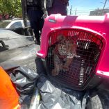 Carlos Arzu “N” de 36 años y propietario del tigre, no pudo acreditar la documentación legal que autorizara la posesión del felino