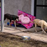 El primer grupo que será reubicado está conformado por 293 perros que se mantienen en el refugio temporal del Ajusco