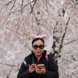 Temporada de cerezos 2026: dónde y cuándo ver Sakura además de Japón