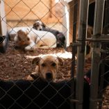 Se han detectado diez contagios en perros, de los cuales cinco continúan activos.