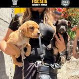 En el lugar se localizaron cuatro perros adultos y tres cachorros de varias razas y tamaños