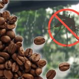 ¿Más mosquitos por la lluvia? El truco del café quemado que ayuda a ahuyentar a estos insectos