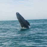 El incidente se presentó en la Bahía de San Francisco, California en los Estados Unidos.