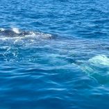 Los trabajos se dieron a conocer mediante la cuenta oficial de la Comisión Nacional de Áreas Naturales Protegidas del Gobierno de México en redes sociales.