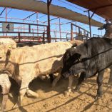 Agua Prieta, Sonora se coloca como punto inicial probable de reapertura de la frontera para los becerros en pie mexicanos.