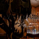 La pieza se exhibe en el museo Art Zoo de Ámsterdam dentro de una jaula junto a una réplica de dinosaurio.