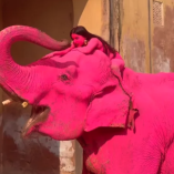 La organización PETA denunció que el animal fue sometido a prácticas abusivas y exigió esclarecer si la pintura pudo afectar su salud.