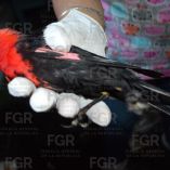 Las aves estaban distribuidas en 21 jaulas y varias especies se encuentran bajo protección especial o en peligro de extinción.