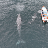 Este 2026 la ballena gris apenas ha alcanzado las 150 crías.