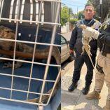 Mientras se solicitaba la intervención de personal especializado, los policías lograron contener al lagarto
