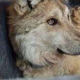 El viernes pasado los ejemplares fueron liberados en la comunidad forestal El Tarahumar y Bajíos del Tarahumar.