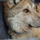El pasado viernes, la manada conformada por padre, madre y sus dos crías de ocho meses regresaron a su territorio ancestral en la Sierra Madre Occidental.