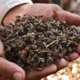 abejas