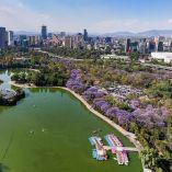 Vista aérea del Lago Menor de Chapultepec rodeado de jacarandas en flor en Ciudad de México, con árboles violetas y skyline urbano al fondo