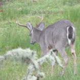 venado