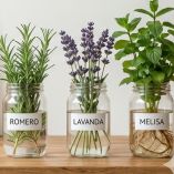 Plantas medicinales en agua: guía práctica para tu botica casera