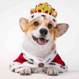 ¿Qué pasó con los perros corgi de la Reina Isabel II?